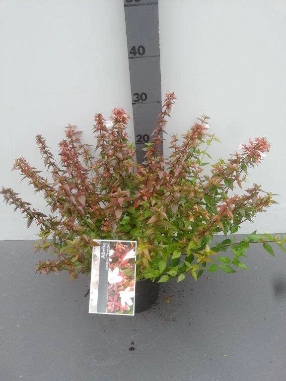 Abelia (Abelia Grandiflora 'Sherwood') 7 Abelia (Abelia Grandiflora 'Sherwood') - Afbeelding 5