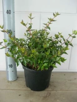 Abelia (Abelia Grandiflora 'Sherwood') -DIRECTPLANT Winkel abelia sherwood c3 18 7 2019 1