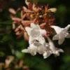 Abelia (Abelia Grandiflora 'Compacta') -DIRECTPLANT Winkel abelia x grandiflora02