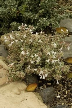 Abelia (Abelia Grandiflora 'Confetti') -DIRECTPLANT Winkel abelia x grandiflora confetti 1