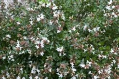 Abelia (Abelia Grandiflora 'Sherwood')