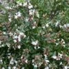 Abelia (Abelia Grandiflora 'Sherwood')