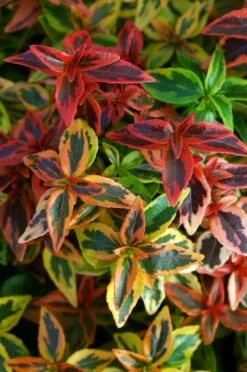Abelia (Abelia Grandiflora 'Kaleidoscope') -DIRECTPLANT Winkel abgkale abelia kaleidoscope close up foliage