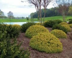 Abelia (Abelia Grandiflora 'Kaleidoscope') -DIRECTPLANT Winkel abgkale abelia kaleidoscope garden 2