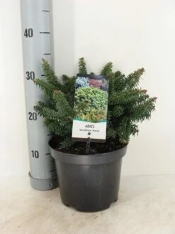 Dwerg Balsemden (Abies Balsamea 'Nana') -DIRECTPLANT Winkel abies balsamea nana c3 m