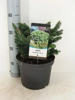 Dwerg Balsemden (Abies Balsamea 'Nana') -DIRECTPLANT Winkel abies balsemea nana c5 m 1