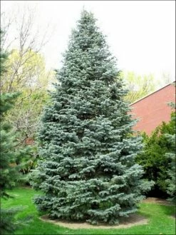 Colorado Zilverspar (Abies Concolor) -DIRECTPLANT Winkel abies concolor