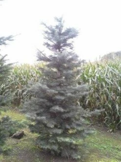 Colorado Zilverspar (Abies Concolor) -DIRECTPLANT Winkel abies concolor 300 350