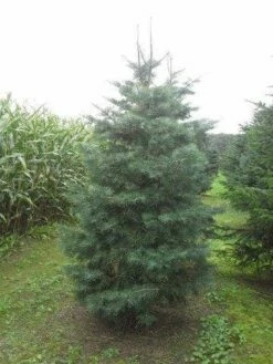 Colorado Zilverspar (Abies Concolor) -DIRECTPLANT Winkel abies concolor 300 350 1