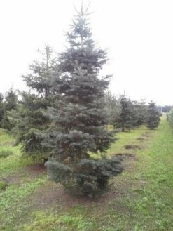 Colorado Zilverspar (Abies Concolor) -DIRECTPLANT Winkel abies concolor 300 350 2