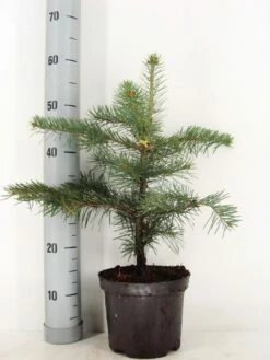 Colorado Zilverspar (Abies Concolor) -DIRECTPLANT Winkel abies concolor c3 m