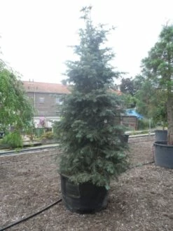 Colorado Zilverspar (Abies Concolor) -DIRECTPLANT Winkel abies concolor glauca 350 400 c600