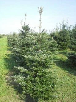 Koreaanse Zilverspar (Abies Koreana) -DIRECTPLANT Winkel abies koreana 175 200