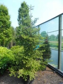 Koreaanse Zilverspar (Abies Koreana) -DIRECTPLANT Winkel abies koreana 200 250