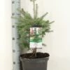 Koreaanse Zilverspar (Abies Koreana) 1 Koreaanse Zilverspar (Abies Koreana) -DIRECTPLANT Winkel abies koreana c5 m
