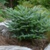 Koreaanse Zilverspar (Abies Koreana 'Silberlocke') -DIRECTPLANT Winkel abies koreana silberlocke