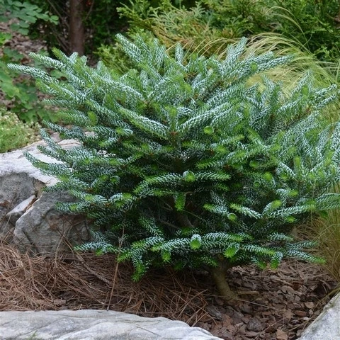 Koreaanse Zilverspar (Abies Koreana 'Silberlocke') 3 Koreaanse Zilverspar (Abies Koreana 'Silberlocke')