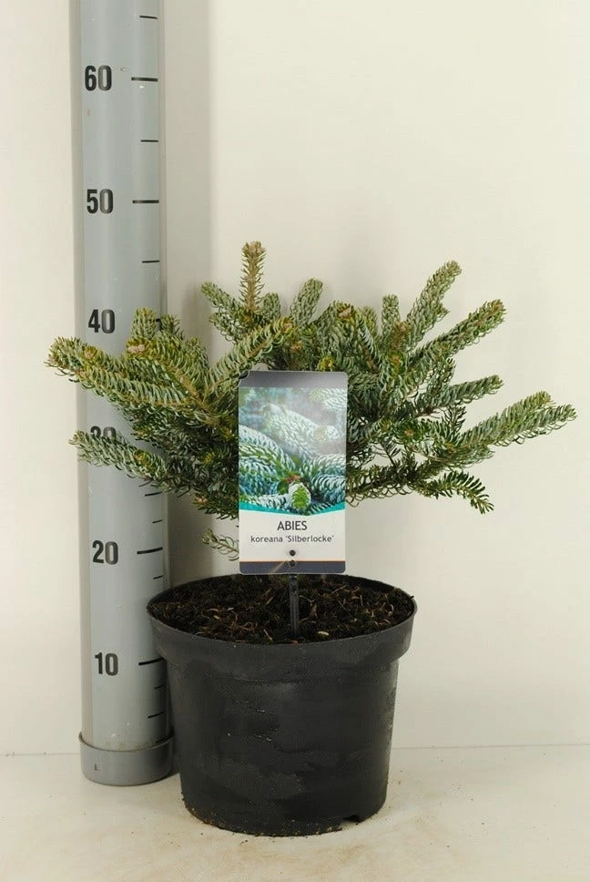 Koreaanse Zilverspar (Abies Koreana 'Silberlocke') 4 Koreaanse Zilverspar (Abies Koreana 'Silberlocke') - Afbeelding 2