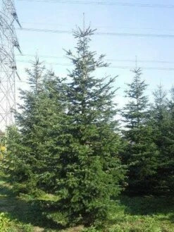 Nordmann-spar (Abies Nordmanniana) -DIRECTPLANT Winkel abies nordmaniana 550