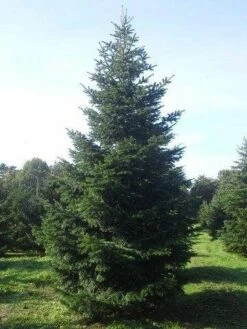 Nordmann-spar (Abies Nordmanniana) -DIRECTPLANT Winkel abies nordmaniana 550 1