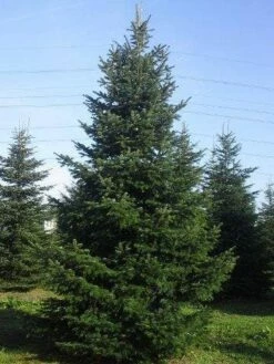 Nordmann-spar (Abies Nordmanniana) -DIRECTPLANT Winkel abies nordmaniana 650