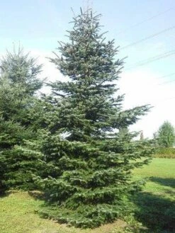 Nordmann-spar (Abies Nordmanniana) -DIRECTPLANT Winkel abies nordmaniana 650 1