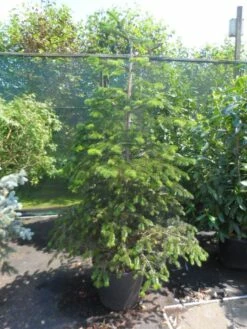 Nordmann-spar (Abies Nordmanniana) -DIRECTPLANT Winkel abies nordmanniana 150 175 200