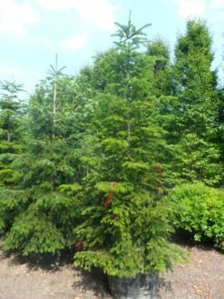 Nordmann-spar (Abies Nordmanniana) -DIRECTPLANT Winkel abies nordmanniana 250 300