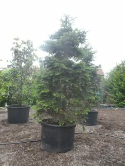 Nordmann-spar (Abies Nordmanniana) -DIRECTPLANT Winkel abies nordmanniana 350 400 c750