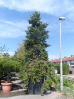 Nordmann-spar (Abies Nordmanniana) -DIRECTPLANT Winkel abies nordmanniana 400 500 c1500