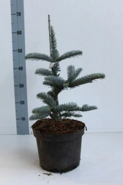 Edelspar (Abies Procera (nobilis) 'Glauca') -DIRECTPLANT Winkel abies procera glauca 30 40 cm co. 5l kopie