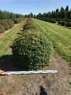 Spaanse Aak Als Bol (Acer Campestre) -DIRECTPLANT Winkel acer campestre 100 cm breed bol drkl