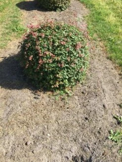 Spaanse Aak Als Bol (Acer Campestre)