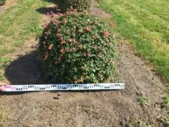 Spaanse Aak Als Bol (Acer Campestre) -DIRECTPLANT Winkel acer campestre 90 cm breed bol drkl 1