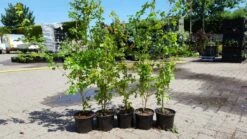 Veldesdoorn Als Haag (Acer Campestre) -DIRECTPLANT Winkel acer campestre haag