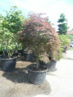 Japanse Esdoorn (Acer Palmatum 'Garnet') -DIRECTPLANT Winkel acer garnet 120 130stam extra 1