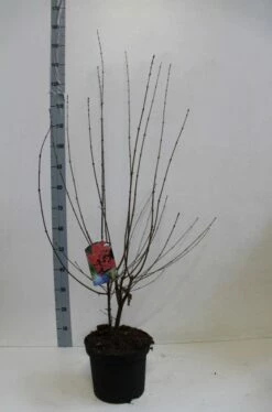 Papieresdoorn (Acer Griseum) -DIRECTPLANT Winkel acer griseum 80 100 cm co 7.5l kopie