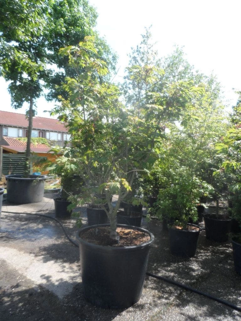 Japanse Esdoorn (Acer Japonicum 'Aconitifolium') 12 Japanse Esdoorn (Acer Japonicum 'Aconitifolium') - Afbeelding 10