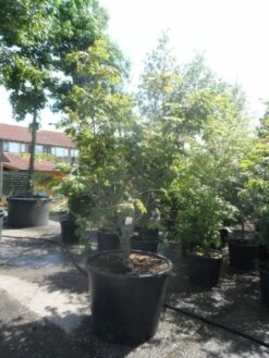 Japanse Esdoorn (Acer Japonicum 'Aconitifolium') -DIRECTPLANT Winkel acer japonicum aconitifolium 175 200 c350