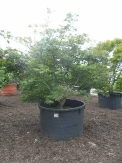 Japanse Esdoorn (Acer Japonicum 'Aconitifolium') -DIRECTPLANT Winkel acer japonicum aconitifolium 250 300 c1500