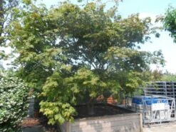 Japanse Esdoorn (Acer Japonicum 'Aconitifolium') -DIRECTPLANT Winkel acer japonicum aconitifolium solitair