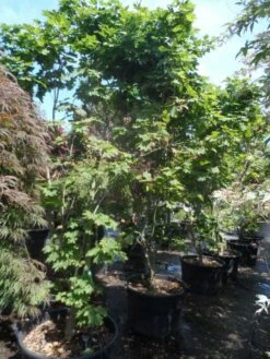 Japanse Esdoorn (Acer Japonicum 'Vitifolium') 14 Japanse Esdoorn (Acer Japonicum 'Vitifolium') -DIRECTPLANT Winkel acer japonicum vitifolium 250 300 c130