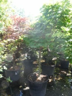 Japanse Esdoorn (Acer Japonicum 'Vitifolium') 13 Japanse Esdoorn (Acer Japonicum 'Vitifolium') -DIRECTPLANT Winkel acer japonicum vitifolium halfstam c130