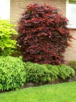 Japanse Esdoorn (Acer Palmatum 'Atropurpureum') -DIRECTPLANT Winkel acer p. atropurpureum 1 1