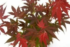 Japanse Esdoorn (Acer Palmatum 'Atropurpureum')