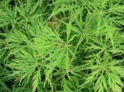 Japanse Esdoorn (Acer Palmatum 'Dissectum') 23 Japanse Esdoorn (Acer Palmatum 'Dissectum') -DIRECTPLANT Winkel acer p. dissectum achtergrond 1