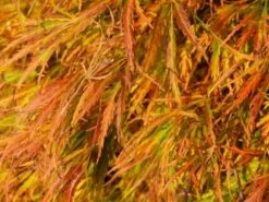 Japanse Esdoorn (Acer Palmatum 'Dissectum') -DIRECTPLANT Winkel acer p. dissectum achtergrond 2 1