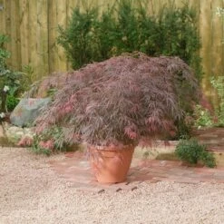 Japanse Esdoorn (Acer Palmatum 'Garnet') -DIRECTPLANT Winkel acer p. garnet2 1