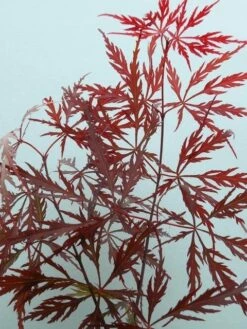 Japanse Esdoorn (Acer Palmatum 'Garnet') -DIRECTPLANT Winkel acer p. garnet 2