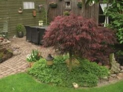 Japanse Esdoorn (Acer Palmatum 'Inabe-shidare') -DIRECTPLANT Winkel acer p. inaba shidare 1